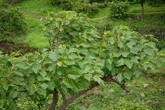 Cissus woodrowii